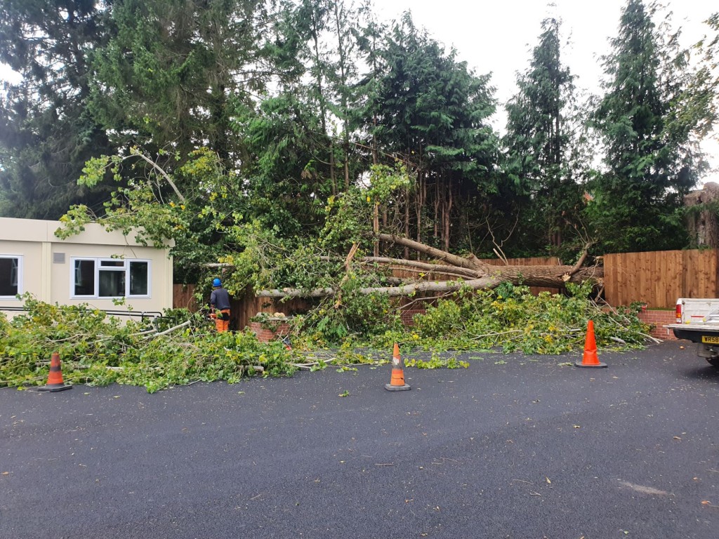 A fallen tree on school site